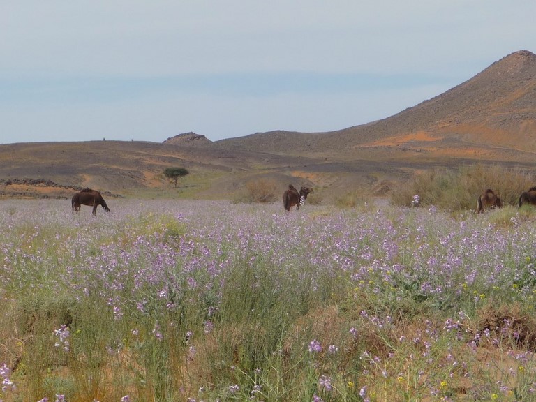 Rencontre de dromadaire au milieu des fleurts en zone désertique dans le su pour le 4LDéfi Maroc